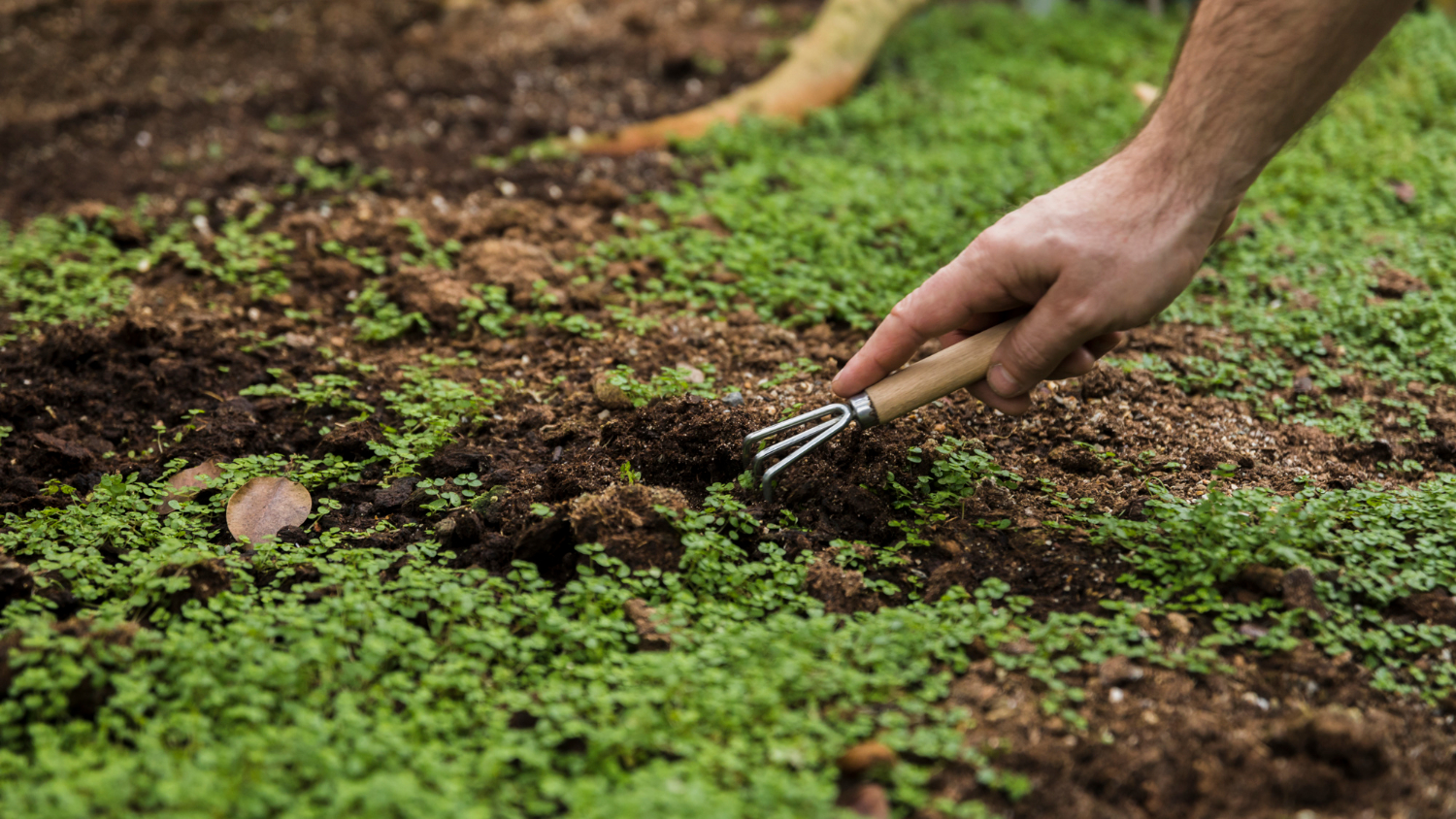 mulching